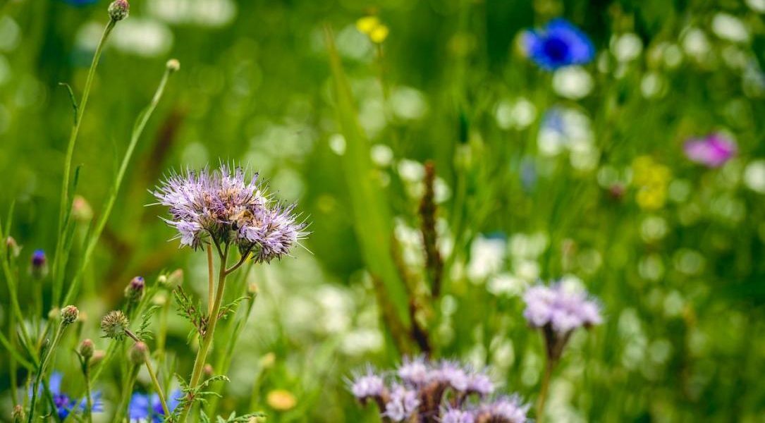 Curtea Constituțională analizează legea biodiversității