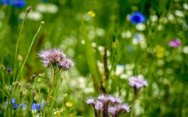 Curtea Constituțională analizează legea biodiversității