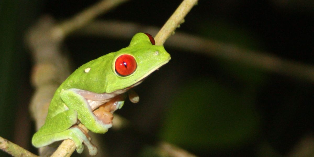 Descoperire ULUITOARE în Costa Rica: Ce ascunde noua broască?