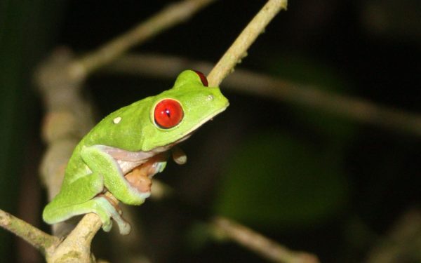 Descoperire ULUITOARE în Costa Rica: Ce ascunde noua broască?