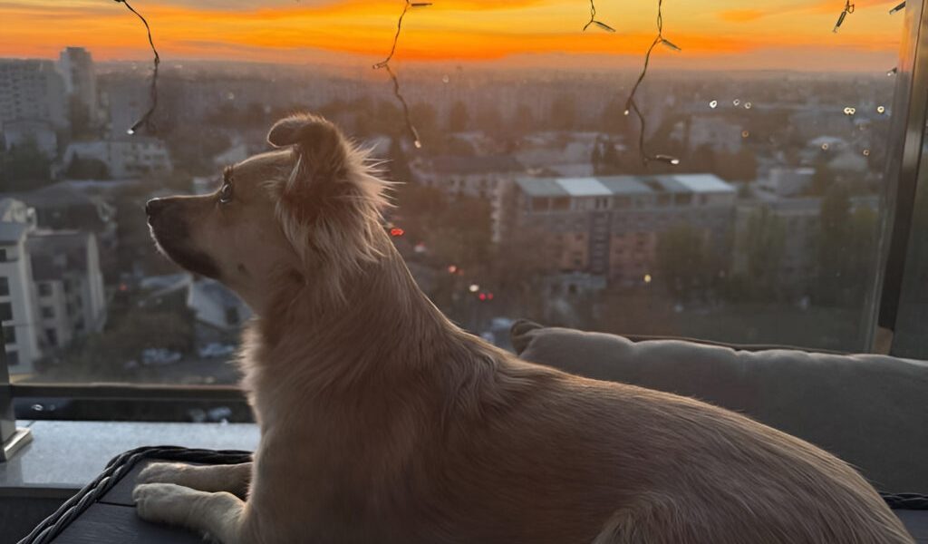 Ucraina: Curieri dați afară după ce au aruncat un câine afară la 40°C
