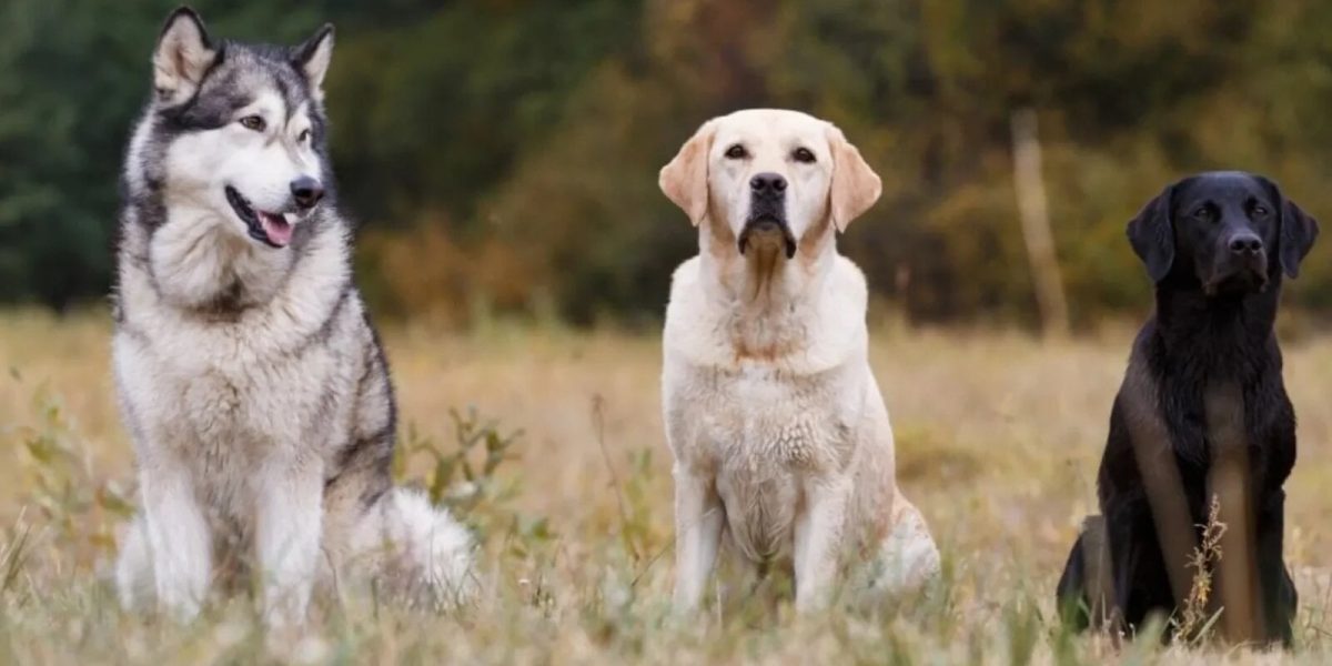 Câinii sensibili la zgomot, avertisment veterinar: Ce rase suferă