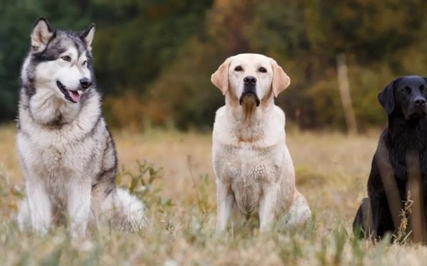 Câinii sensibili la zgomot, avertisment veterinar: Ce rase suferă