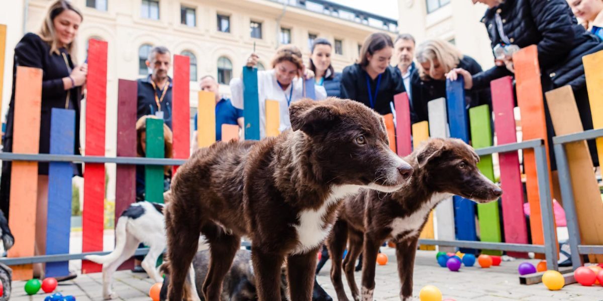 Președinția găzduiește summitul animalelor. Semnal strategic național