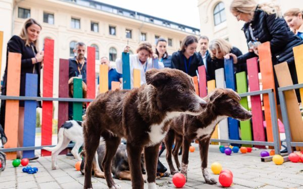 Președinția găzduiește summitul animalelor. Semnal strategic național