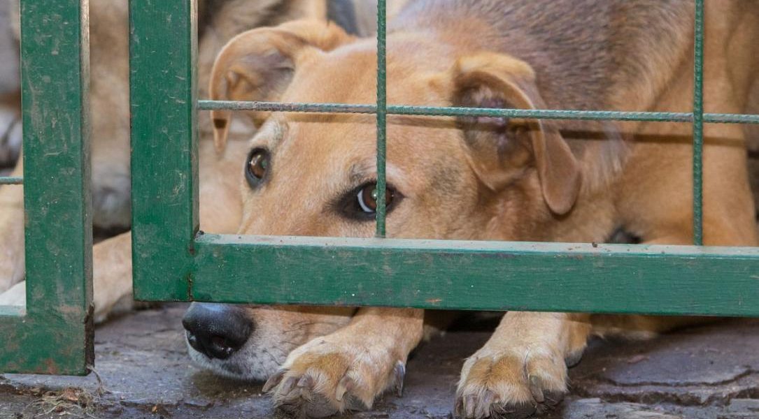 Administrația Prezidențială găzduiește summit despre protecția animalelor