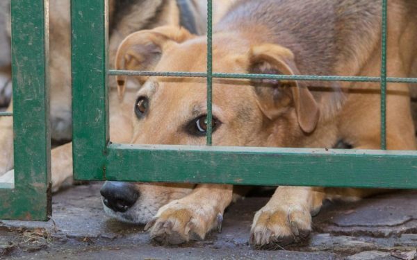 Administrația Prezidențială găzduiește summit despre protecția animalelor