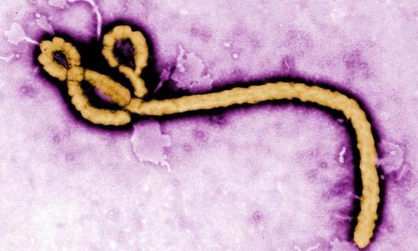 Ebola în RD Congo: Virusul pare să fi suferit mutații periculoase