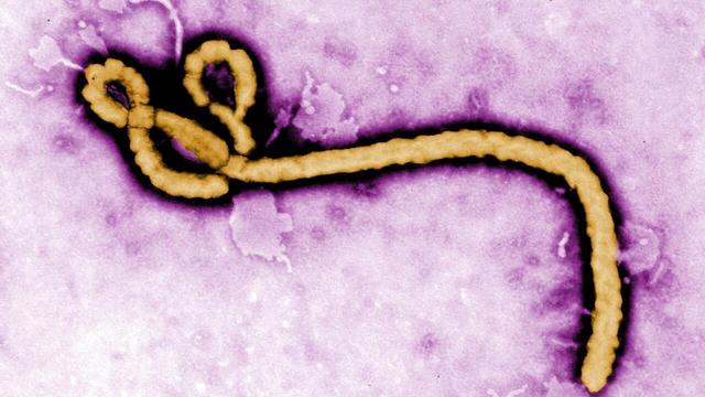 Ebola în RD Congo: Virusul pare să fi suferit mutații periculoase