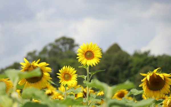 Recoltă slabă: Fermierii, 353.000 ha mai puțin cultivate