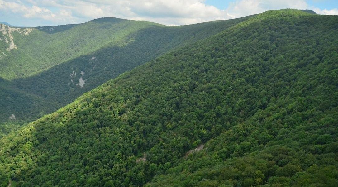 România, record la împăduriri: Depășit ținta PNRR pentru noi păduri