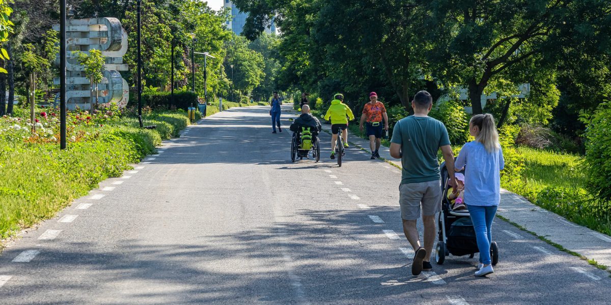 Sute de arbori, vizați de tăiere. Primăria să asculte vocea oamenilor