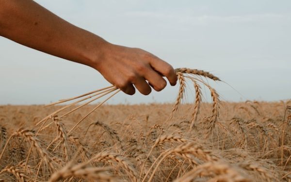 România dă lovitura: Recoltă uriașă de grâu, vești bune și la porumb