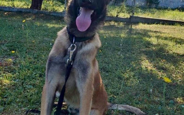Câine prea „iubăreț” refuzat de Poliție, adoptat imediat din Sibiu