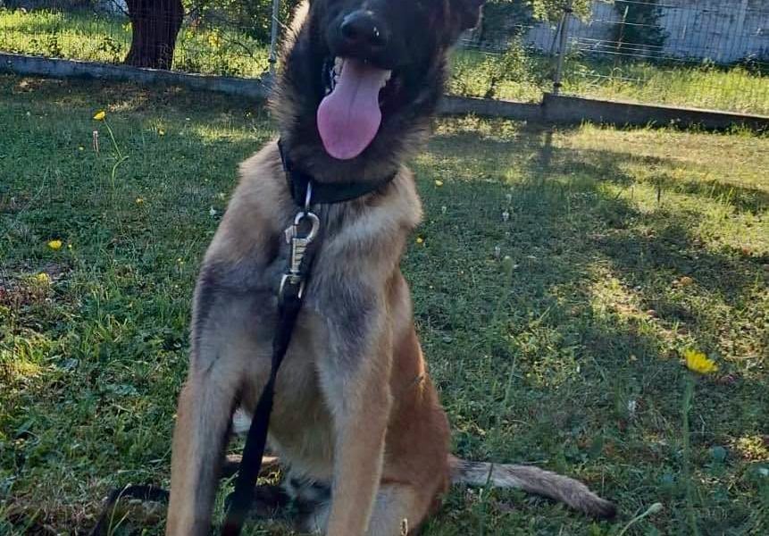 Câine prea „iubăreț” refuzat de Poliție, adoptat imediat din Sibiu