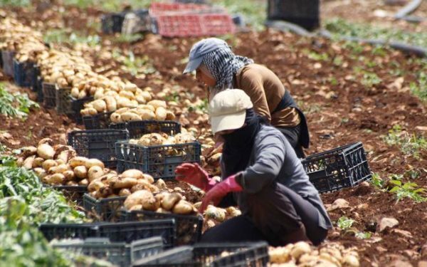 Războaiele Dezmembrează Alimentația Mondială