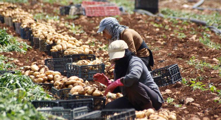 Războaiele Dezmembrează Alimentația Mondială