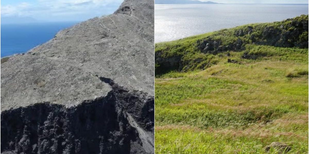 Redonda înflorește după eradicarea șobolanilor: vegetație cu 2.000% mai multă
