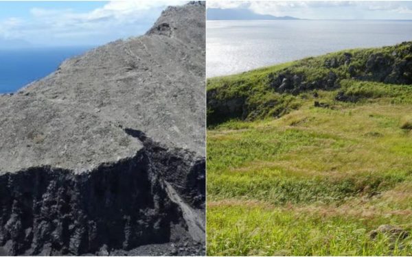 Redonda înflorește după eradicarea șobolanilor: vegetație cu 2.000% mai multă