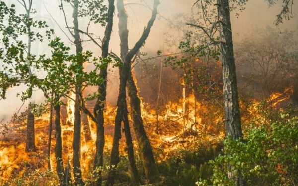 Gândacul negru, alarmă naturală pentru incendii de pădure