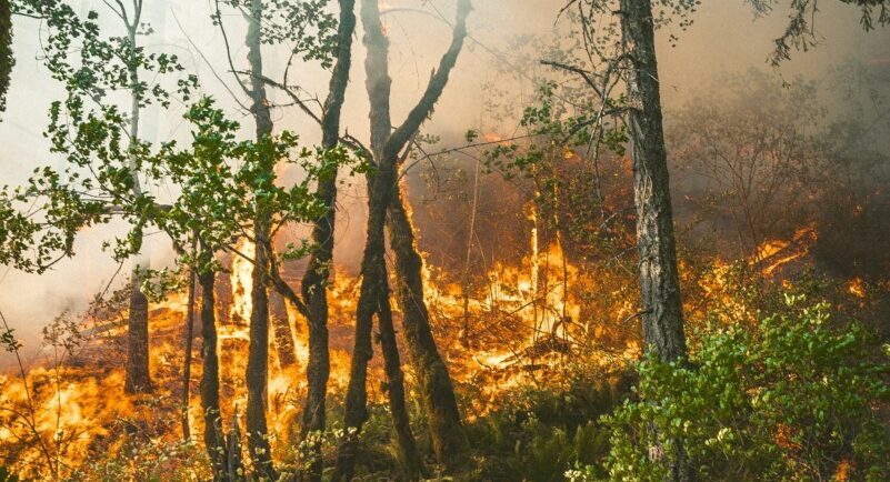 Gândacul negru, alarmă naturală pentru incendii de pădure