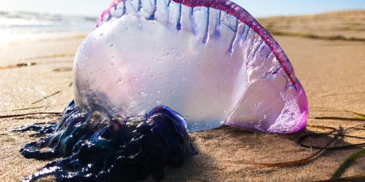 Spania: Plaje închise de invazia de „galere portugheze” otrăvitoare