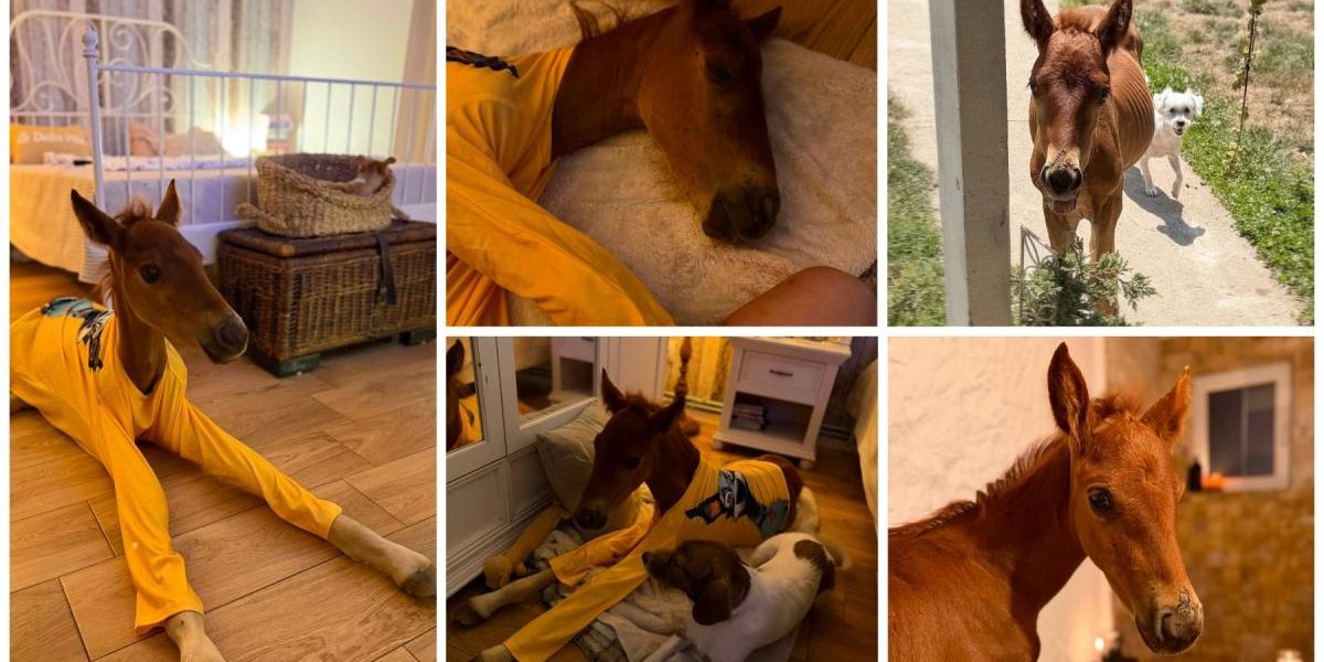 Mânzul Marlie, orfan din Sălaj, cucerește netul în pijama