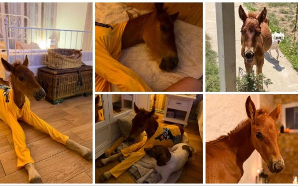 Mânzul Marlie, orfan din Sălaj, cucerește netul în pijama