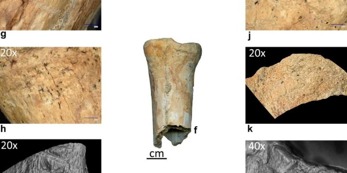 Neandertalienii foloseau unelte din os în România: premieră istorică