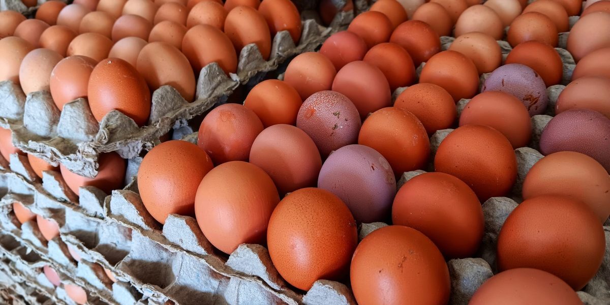 Ouăle bio, un risc climatic mai mare decât cele clasice