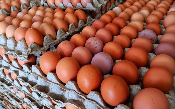Ouăle bio, un risc climatic mai mare decât cele clasice