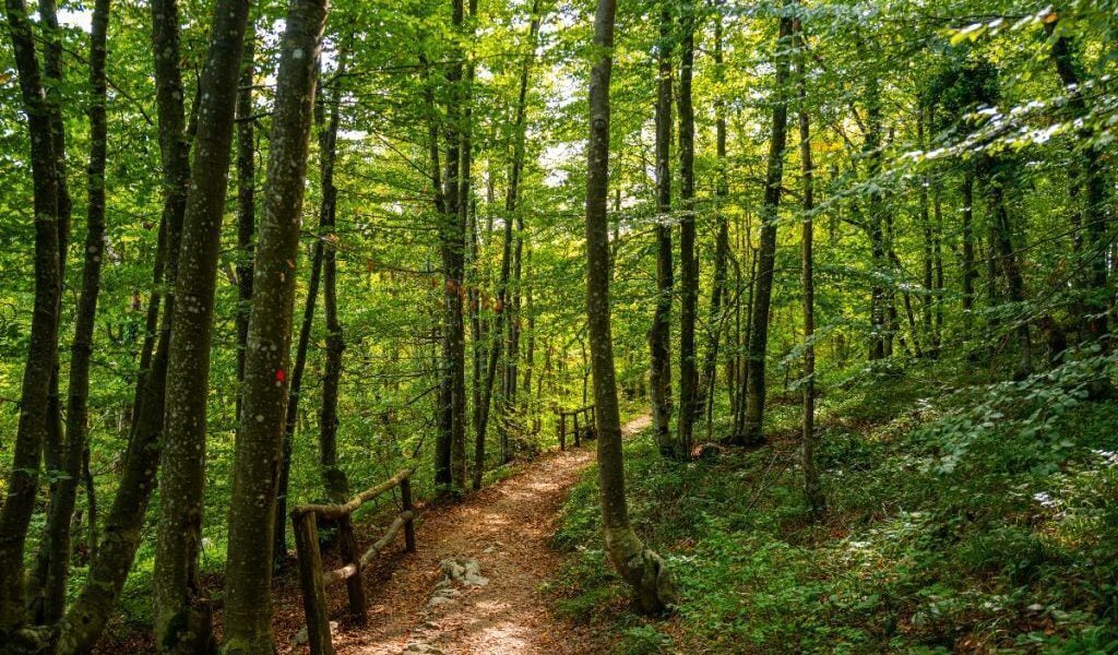 Pădure izolată: Ce a pățit copilul lăsat dezbrăcat