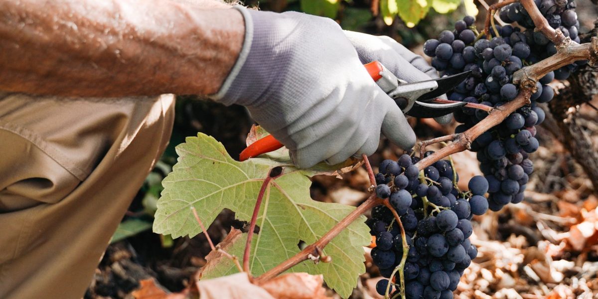 Fumul incendiilor, pericol pentru gustul vinului francez