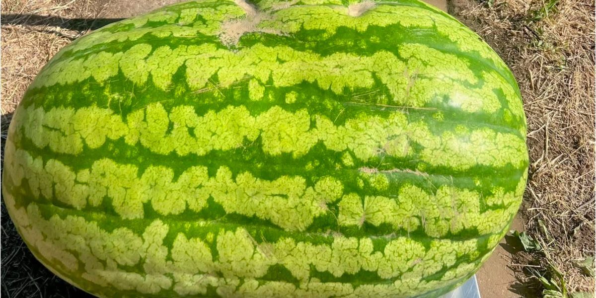 Moldova: Pepene uriaș de 74 kg, o premieră uluitoare