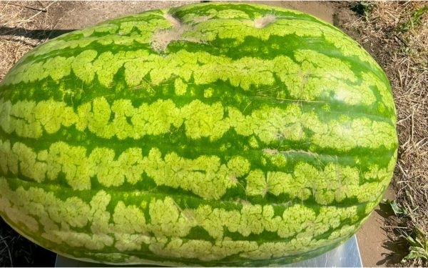 Moldova: Pepene uriaș de 74 kg, o premieră uluitoare