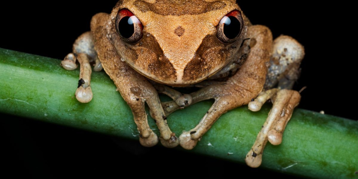 Descoperire șoc: „Broscuța de cafea” din Costa Rica