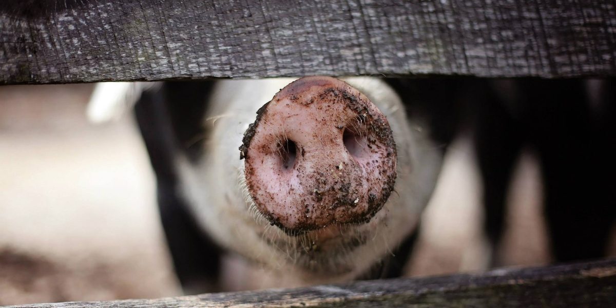 Comercianții de vieți: Cum România comunistă a vândut evrei pe porci
