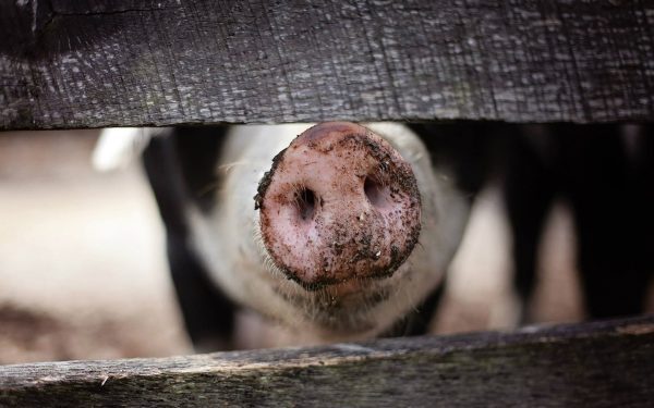 Comercianții de vieți: Cum România comunistă a vândut evrei pe porci