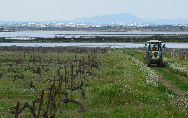 Francezii, loviți de secetă, schimbă culturile: năut, linte, chia