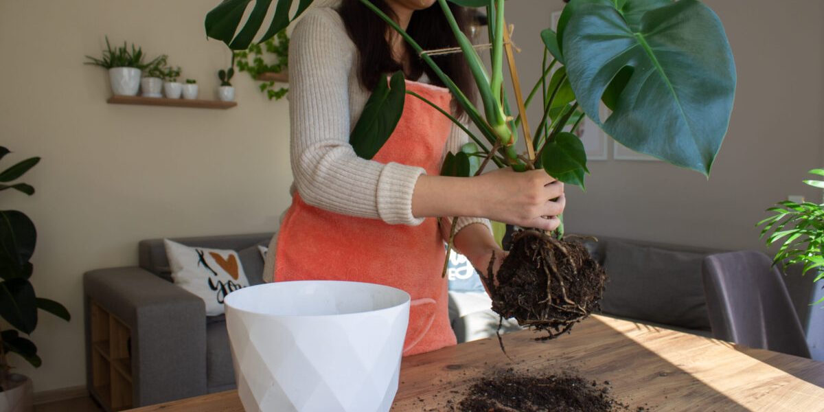 Plantele tale strigă după ajutor: ghiveciul e mic!