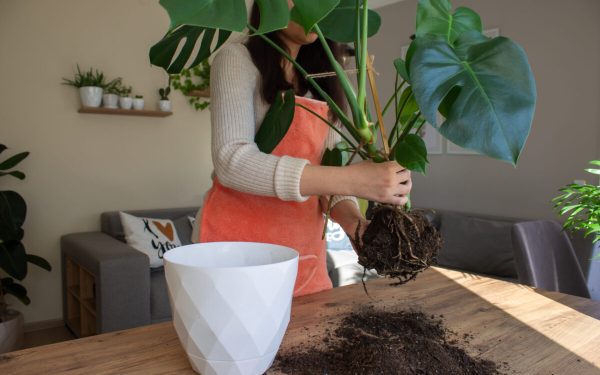 Plantele tale strigă după ajutor: ghiveciul e mic!