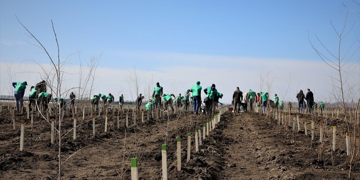 România, peste țintele PNRR pentru păduri: 20.000 ha împădurite