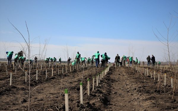 România, peste țintele PNRR pentru păduri: 20.000 ha împădurite