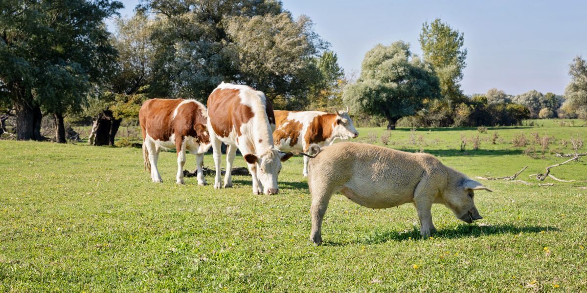 Sprijin de la stat pentru fermieri din septembrie