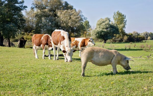 Sprijin de la stat pentru fermieri din septembrie