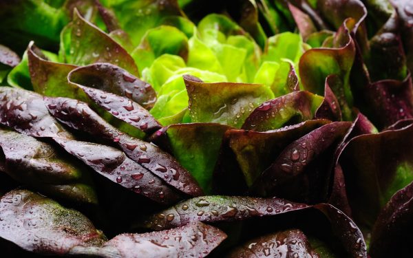 Proteină din carne, crescută în salată: Premieră mondială