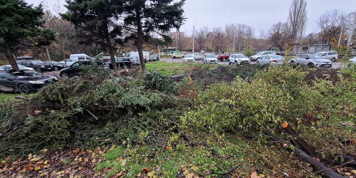Brașov: 5.000 de arbori tăiați ilegal, dezastru ecologic