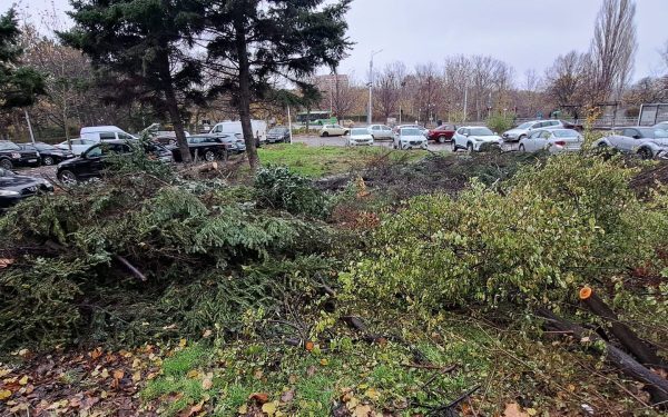 Brașov: 5.000 de arbori tăiați ilegal, dezastru ecologic