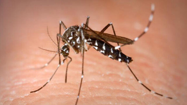 INSP: 19 cazuri West Nile confirmate în România