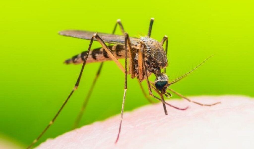 West Nile, Alertă în Europa. România, în pericol